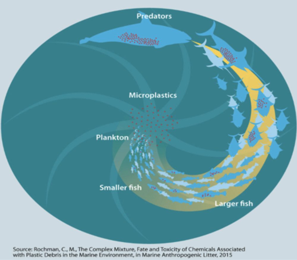 bioaccumulation in the food web