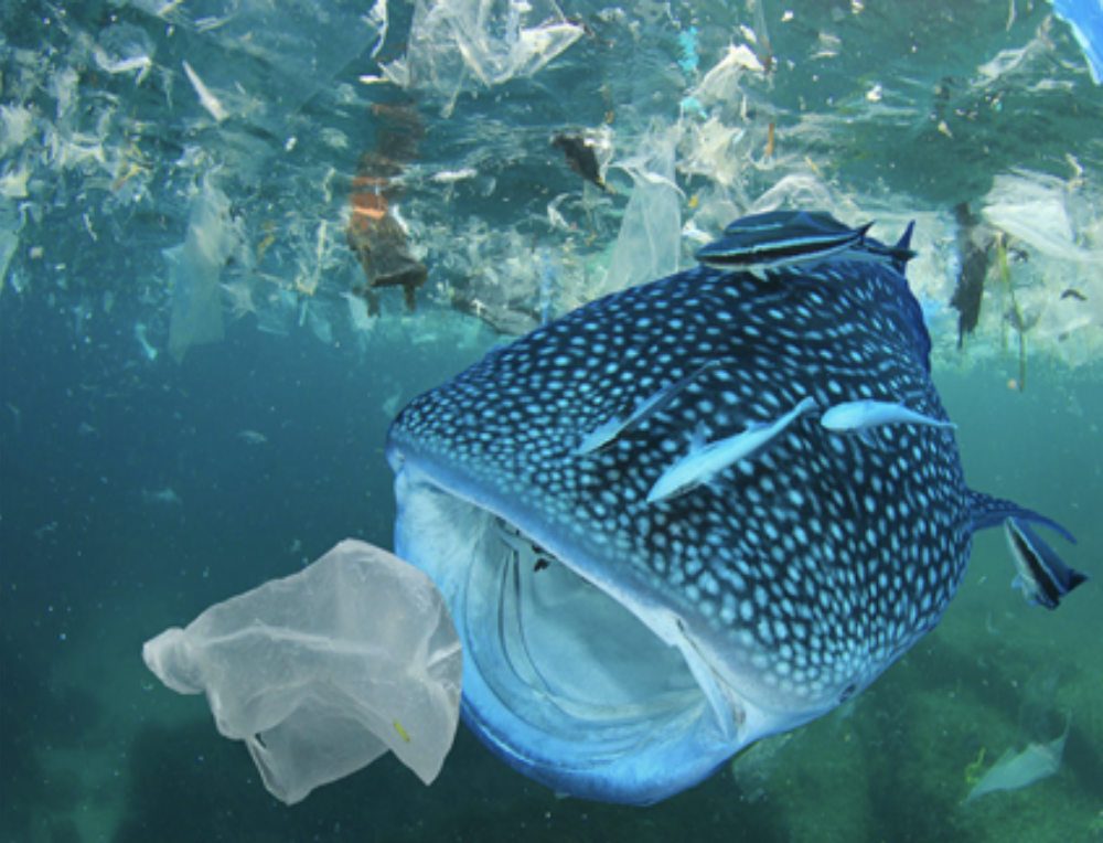 whale shark surrounded by single use plastics - Fit For Films